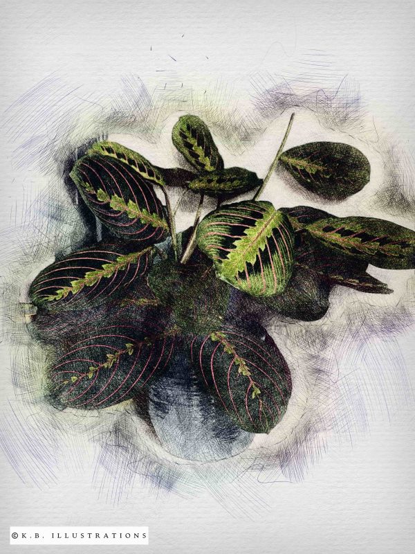 Graphic Pen Digital Illustration - Image 3
