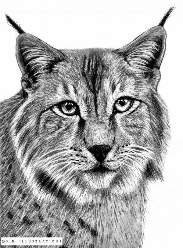Animal Graphite Drawing - Image 3