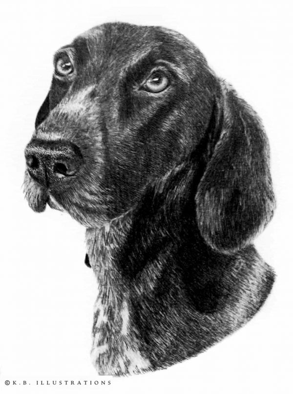Animal Graphite Drawing - Image 2