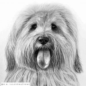 Animal Graphite Drawing