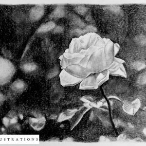 Still Life Graphite Drawing