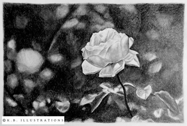 Still Life Graphite Drawing